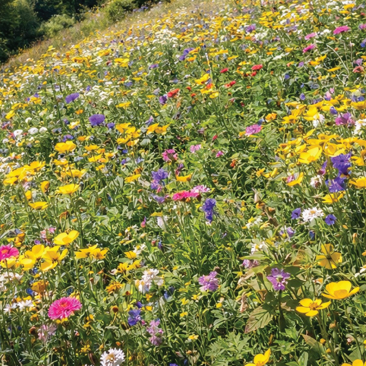 Blomsterängsblandning Humla | Ettåriga och Fleråriga 5kvm - Bild 4