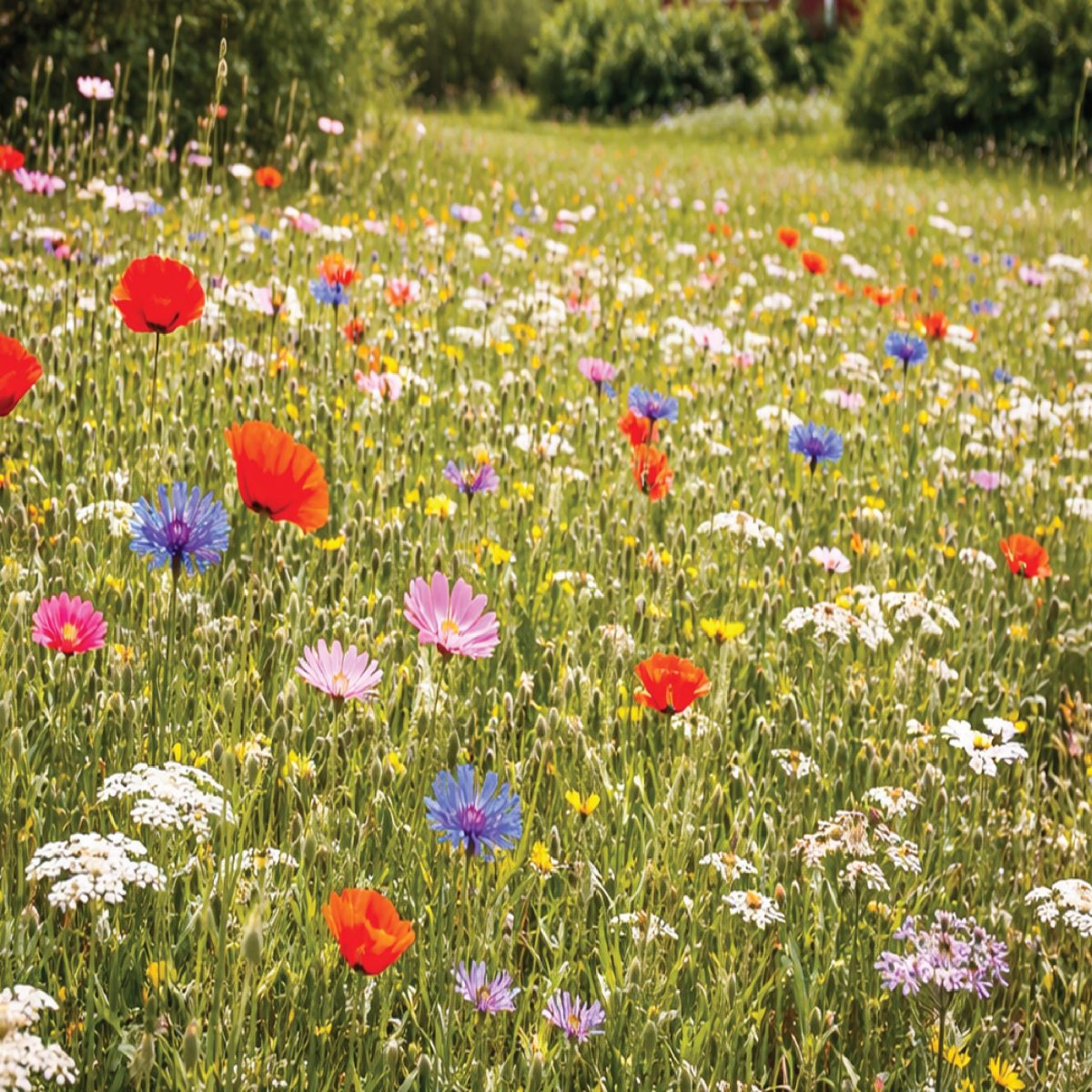 Blomsterängsblandning Sommar | Ettåriga 5kvm - Bild 4
